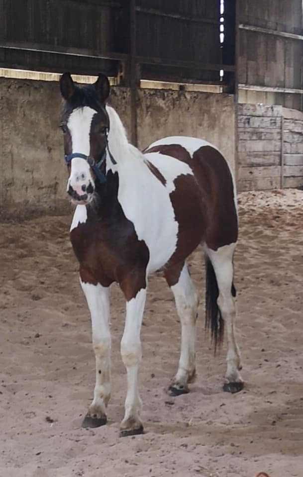 Coloured Colt Foals